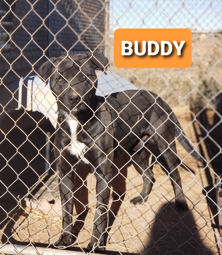 Buddy, an adoptable Pit Bull Terrier, Labrador Retriever in Crosbyton, TX, 79322 | Photo Image 2