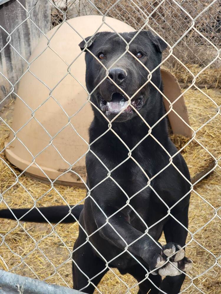 Coco, an adoptable Shar-Pei, Pit Bull Terrier in Crosbyton, TX, 79322 | Photo Image 1