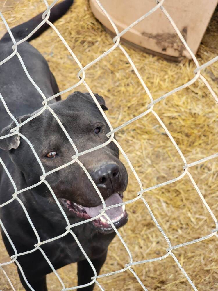 Coco, an adoptable Shar-Pei, Pit Bull Terrier in Crosbyton, TX, 79322 | Photo Image 2