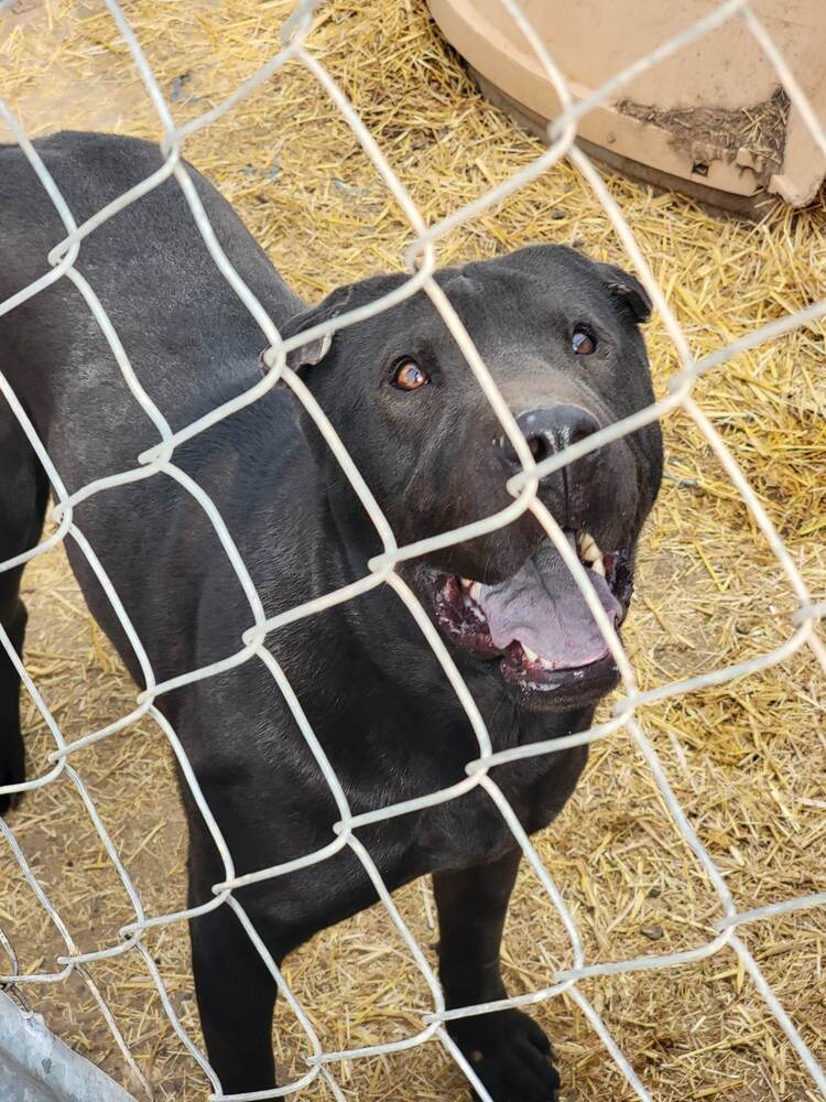 Coco, an adoptable Shar-Pei, Pit Bull Terrier in Crosbyton, TX, 79322 | Photo Image 3