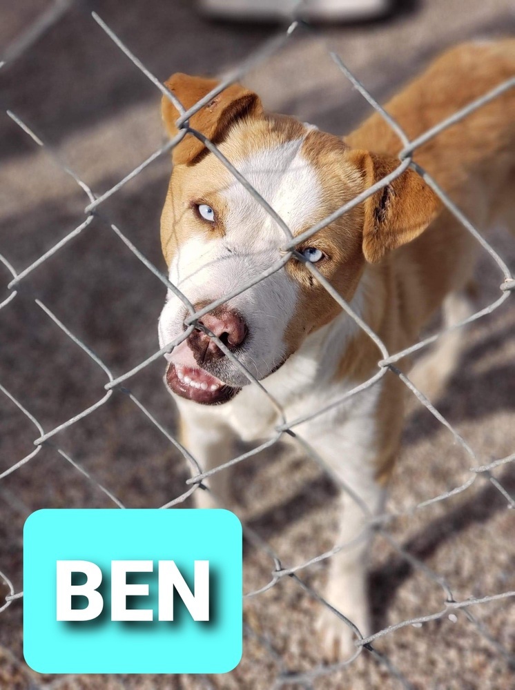 Ben, an adoptable Catahoula Leopard Dog, Mixed Breed in Crosbyton, TX, 79322 | Photo Image 1