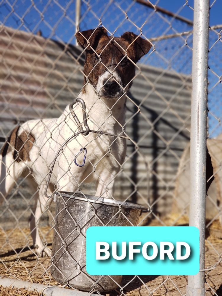Buford, an adoptable Shepherd, Mixed Breed in Crosbyton, TX, 79322 | Photo Image 2