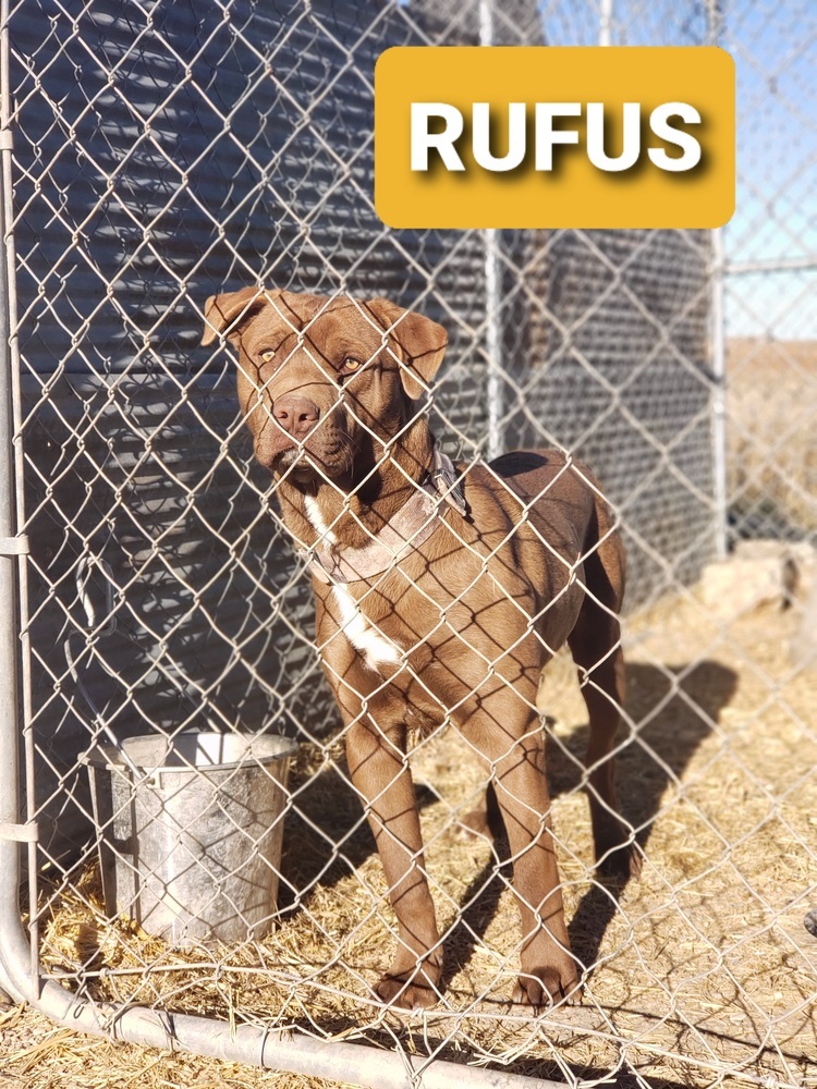 Rufus, an adoptable Labrador Retriever, Pit Bull Terrier in Crosbyton, TX, 79322 | Photo Image 2