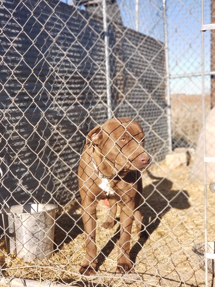 Rufus, an adoptable Labrador Retriever, Pit Bull Terrier in Crosbyton, TX, 79322 | Photo Image 3