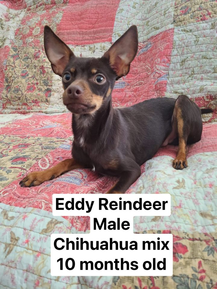 Eddy reindeer 2