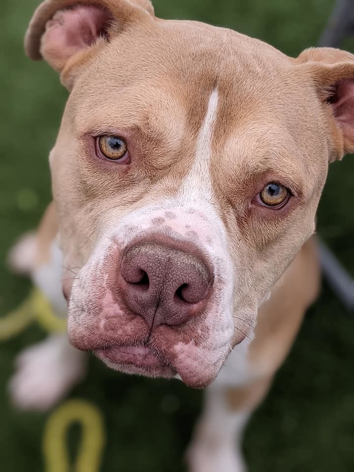 Linus, an adoptable Terrier, American Bulldog in Cleveland, OH, 44102 | Photo Image 2