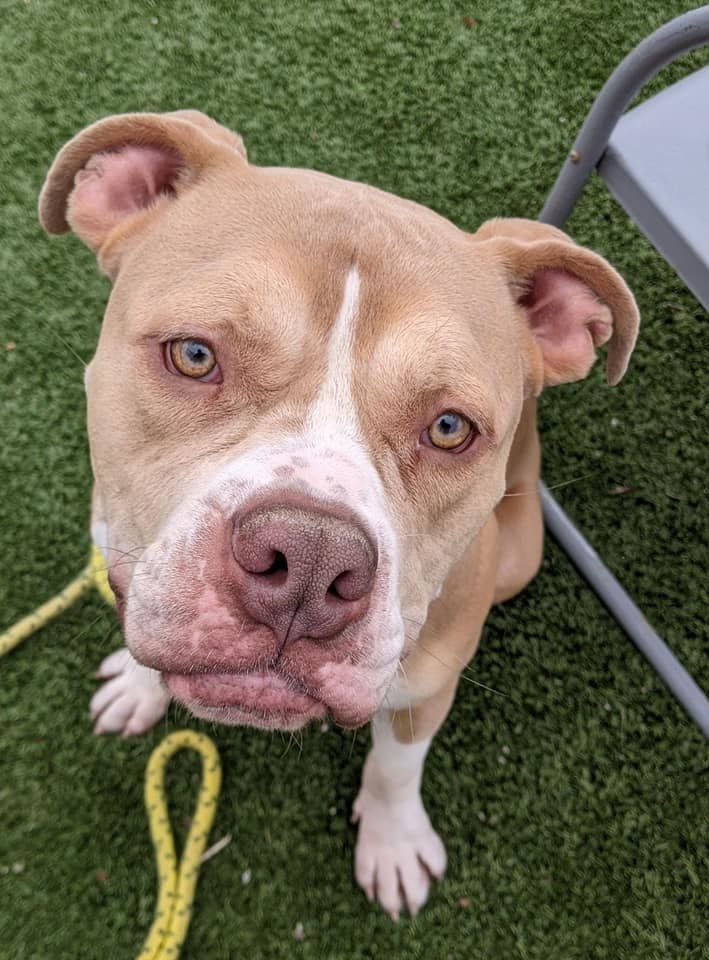 Linus, an adoptable Terrier, American Bulldog in Cleveland, OH, 44102 | Photo Image 4