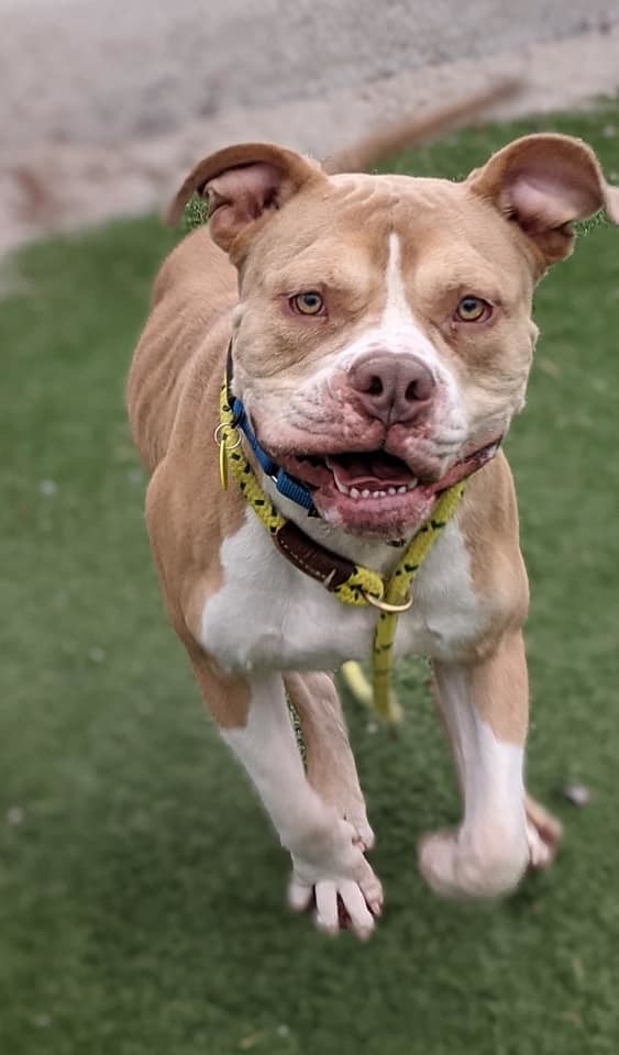 Linus, an adoptable Terrier, American Bulldog in Cleveland, OH, 44102 | Photo Image 6