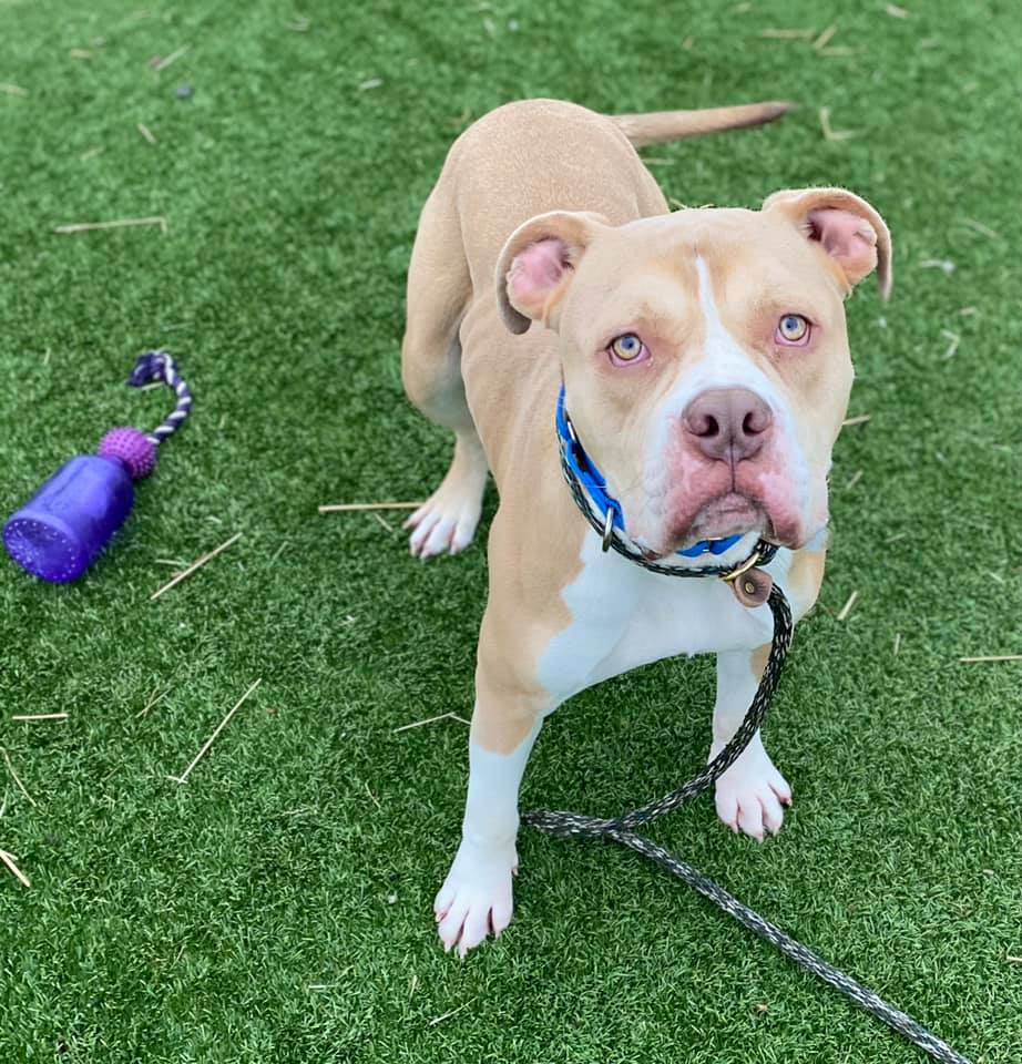 Linus, an adoptable Terrier, American Bulldog in Cleveland, OH, 44102 | Photo Image 8