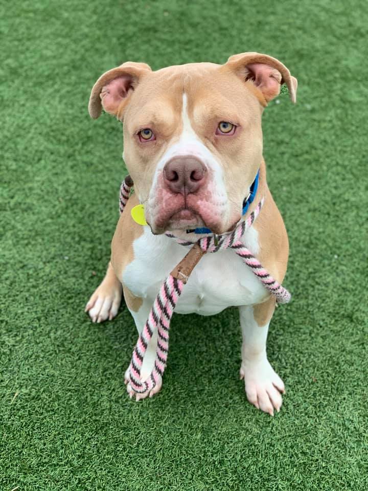 Linus, an adoptable Terrier, American Bulldog in Cleveland, OH, 44102 | Photo Image 10