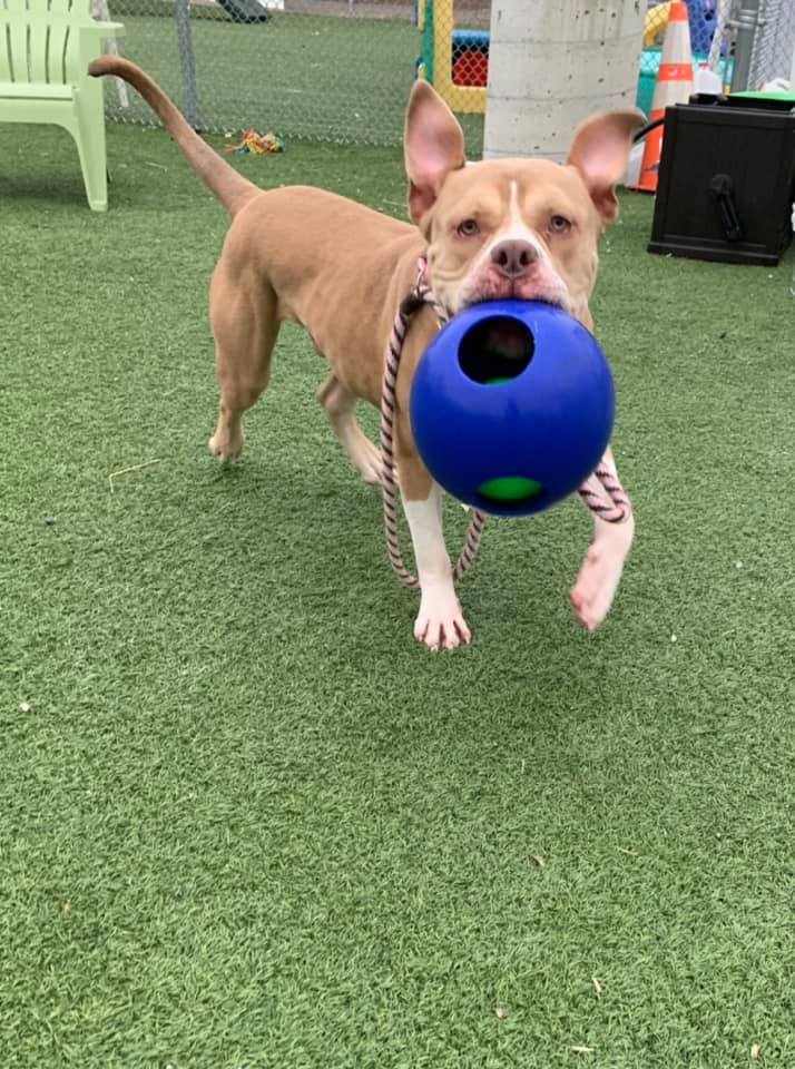 Linus, an adoptable Terrier, American Bulldog in Cleveland, OH, 44102 | Photo Image 11