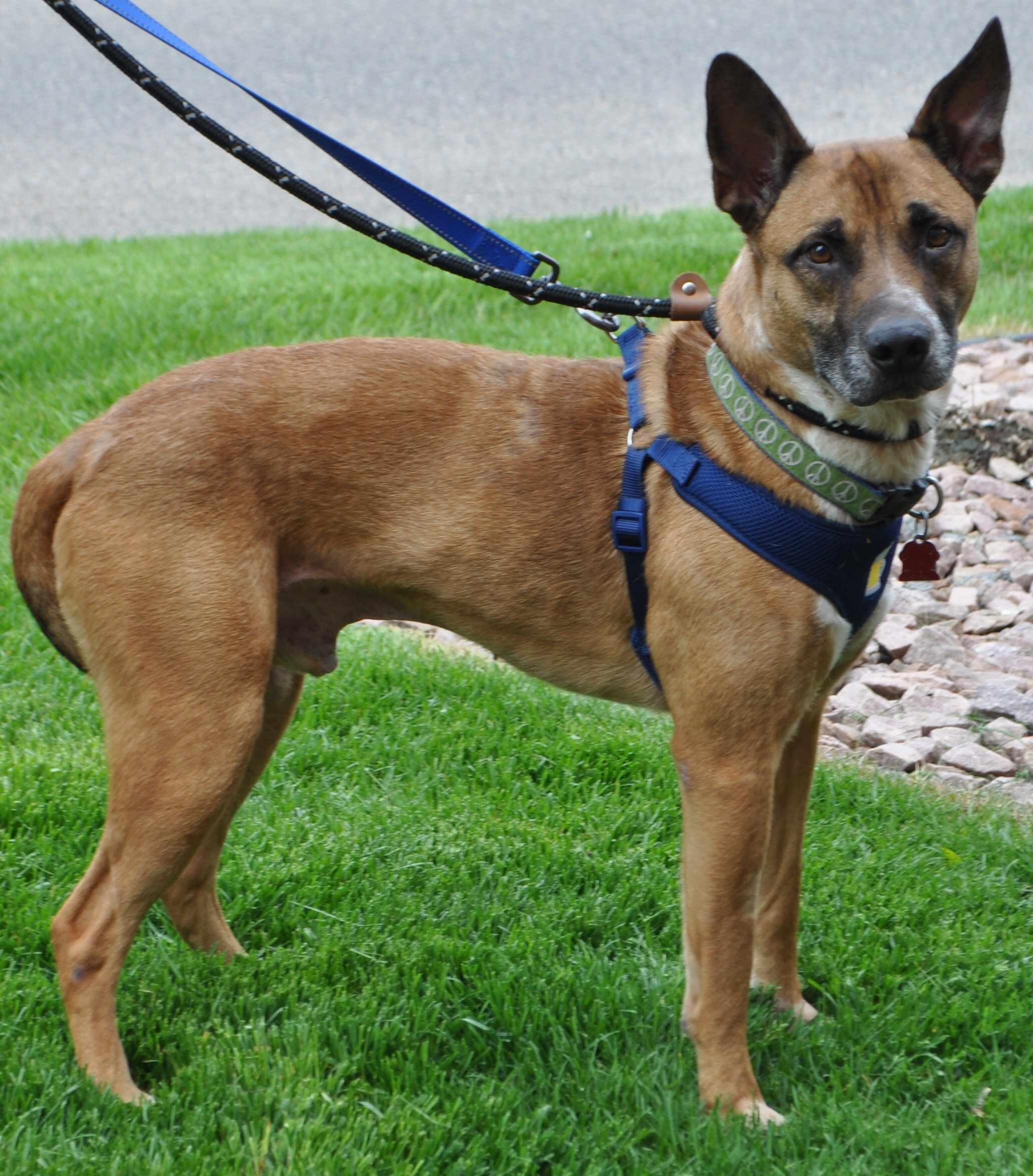 Kevlar (Jager), an adoptable Shepherd, Labrador Retriever in Lindstrom , MN, 55045 | Photo Image 6