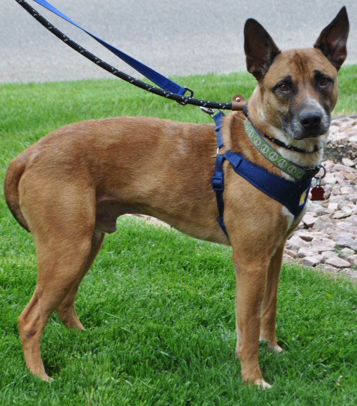 Kevlar shop dog harness