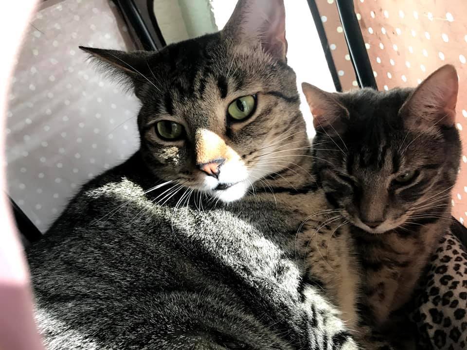 Thor and Yoda - BONDED PAIR, an adoptable Tabby, Domestic Short Hair in Chandler, AZ, 85249 | Photo Image 1