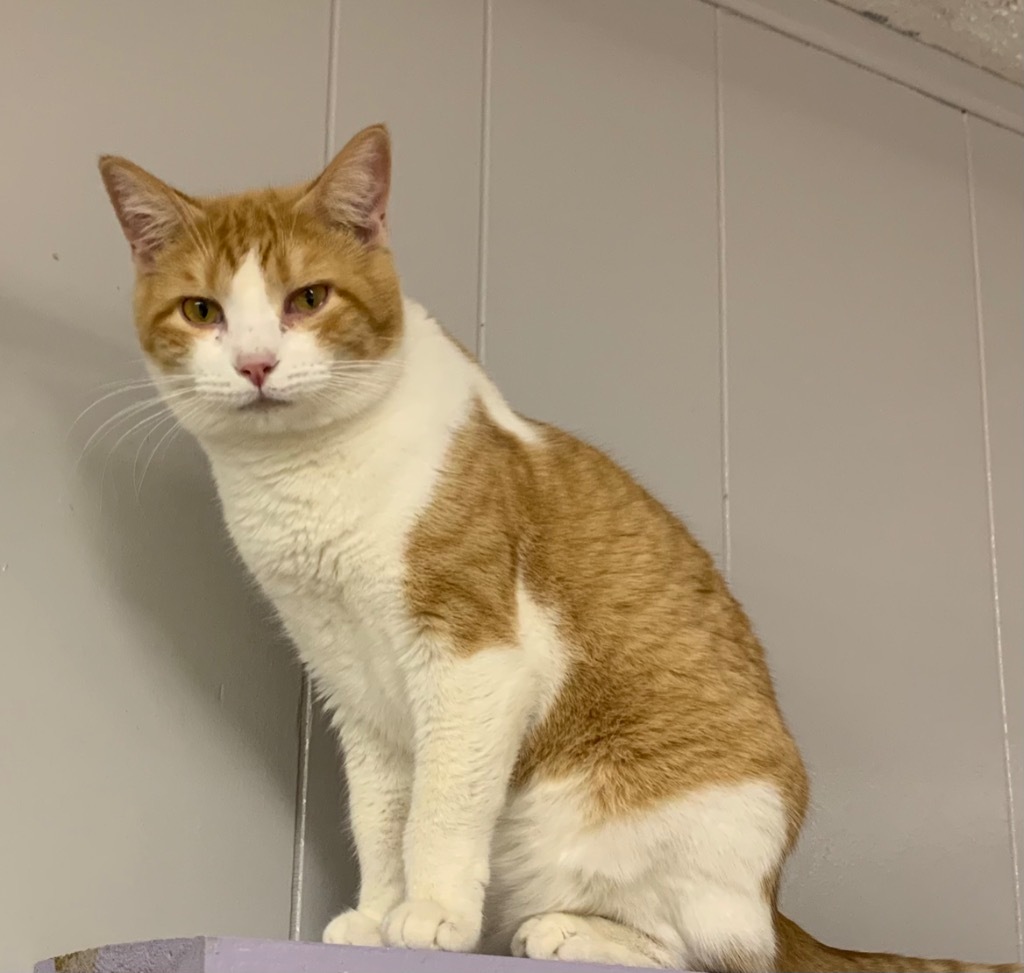 Josie, an adoptable Domestic Short Hair in Portland, IN, 47371 | Photo Image 1