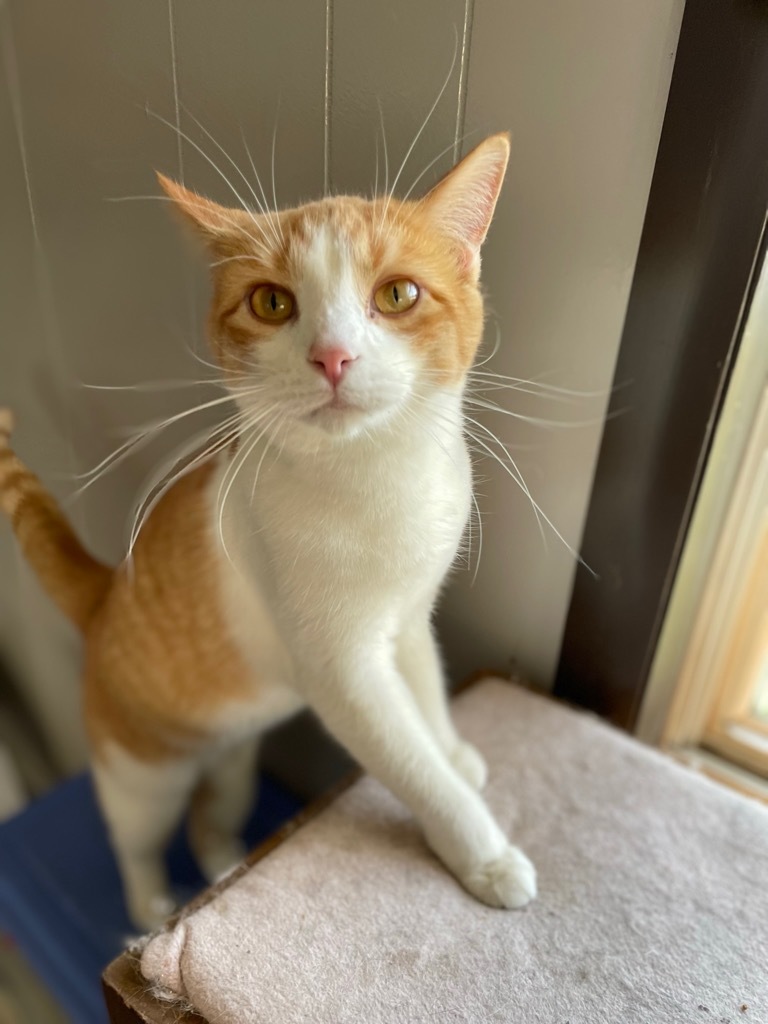 Josie, an adoptable Domestic Short Hair in Portland, IN, 47371 | Photo Image 3