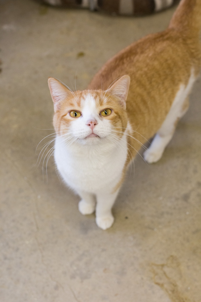 Josie, an adoptable Domestic Short Hair in Portland, IN, 47371 | Photo Image 4