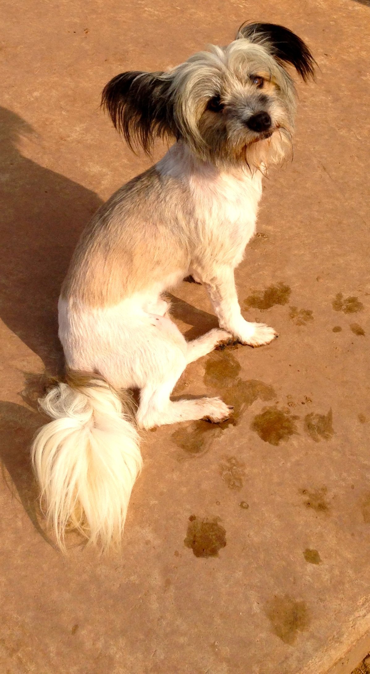 Pedro/Santuary Dog, an adoptable Terrier in Prague, OK, 74864 | Photo Image 2