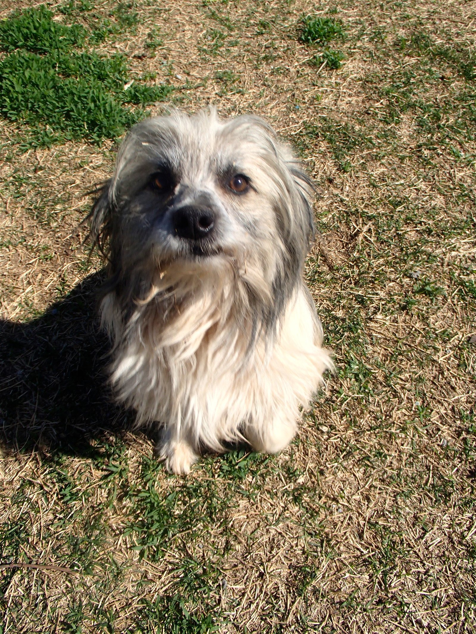 Pedro/Santuary Dog, an adoptable Terrier in Prague, OK, 74864 | Photo Image 3