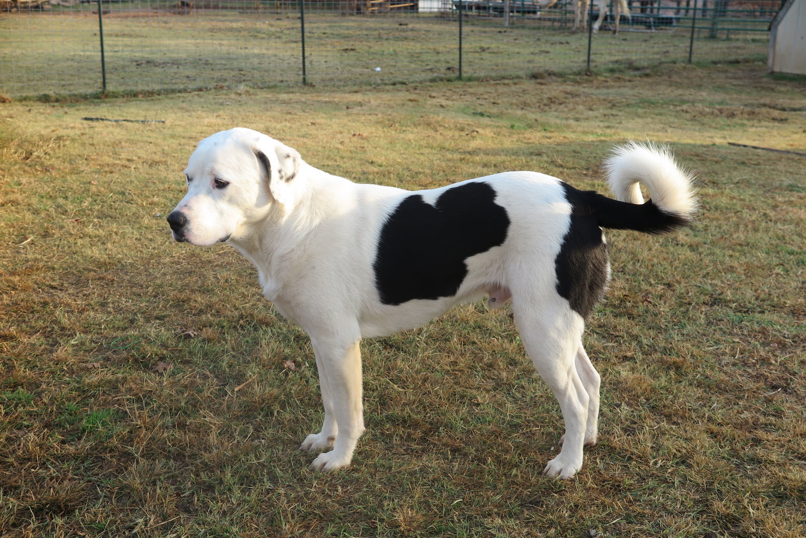 Sponsor Joe Sanctuary 2016, an adoptable Great Pyrenees, Husky in Prague, OK, 74864 | Photo Image 3