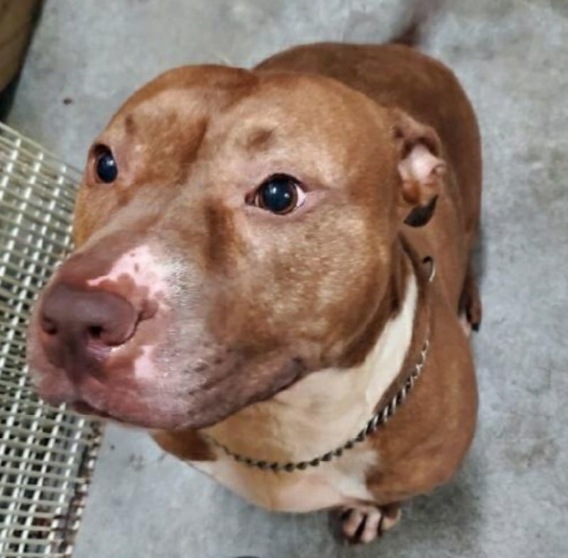 Justina, an adoptable Staffordshire Bull Terrier in Winston Salem, NC, 27104 | Photo Image 1