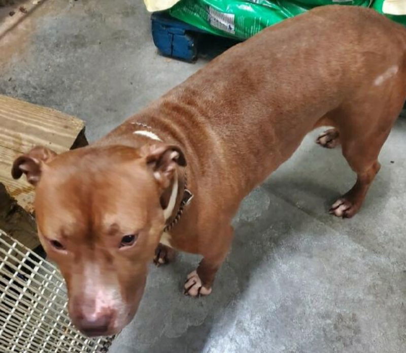 Justina, an adoptable Staffordshire Bull Terrier in Winston Salem, NC, 27104 | Photo Image 3