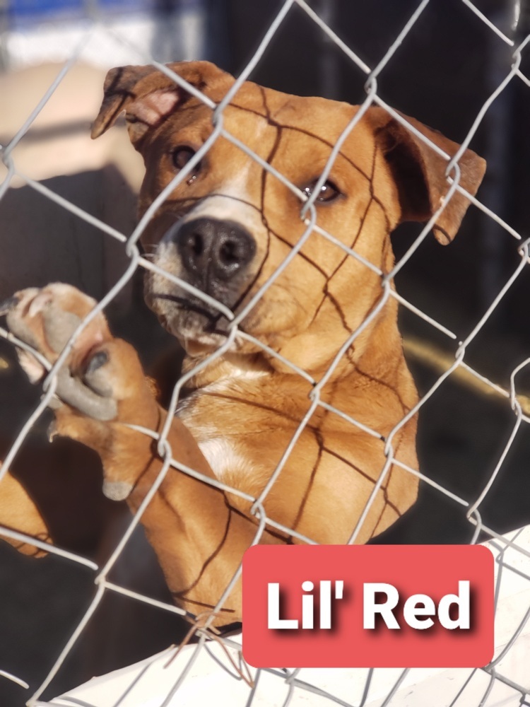 Lil' Red, an adoptable Pit Bull Terrier, Mixed Breed in Crosbyton, TX, 79322 | Photo Image 1