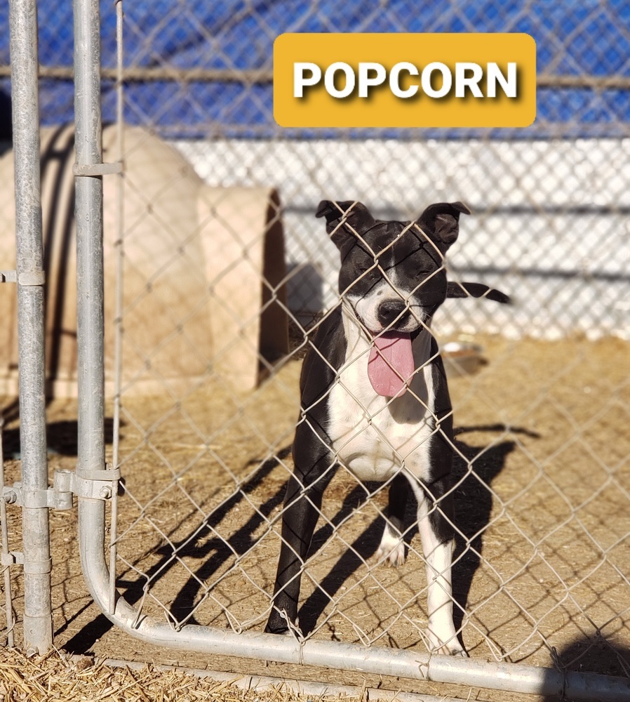 Popcorn, an adoptable Pit Bull Terrier in Crosbyton, TX, 79322 | Photo Image 1