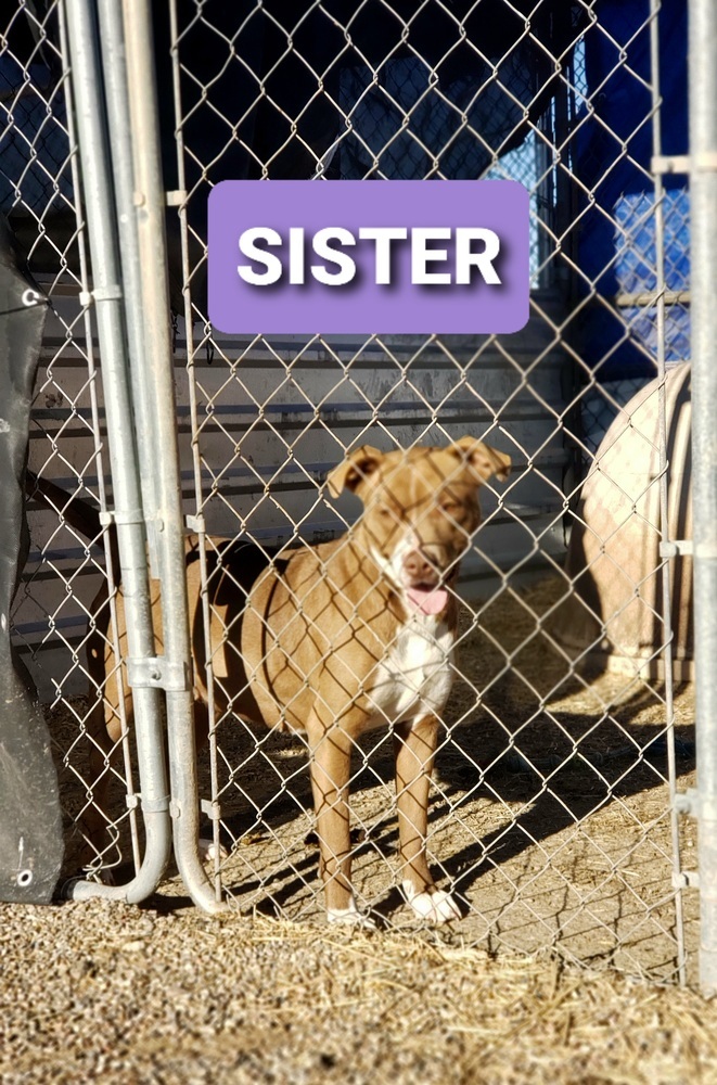 Sister, an adoptable Pit Bull Terrier in Crosbyton, TX, 79322 | Photo Image 1
