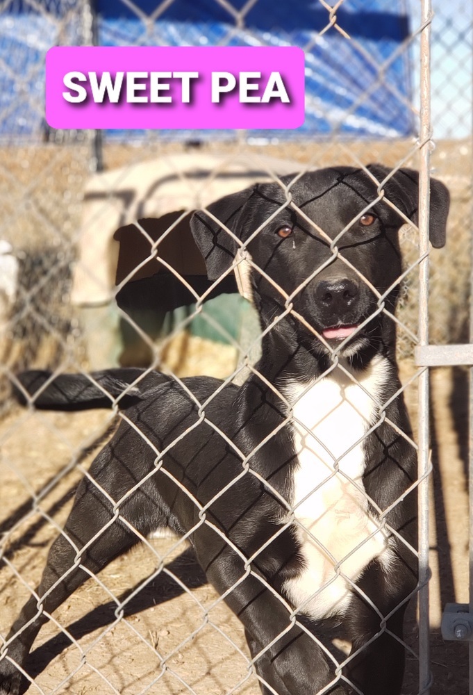 Sweet Pea, an adoptable Labrador Retriever, Mixed Breed in Crosbyton, TX, 79322 | Photo Image 1
