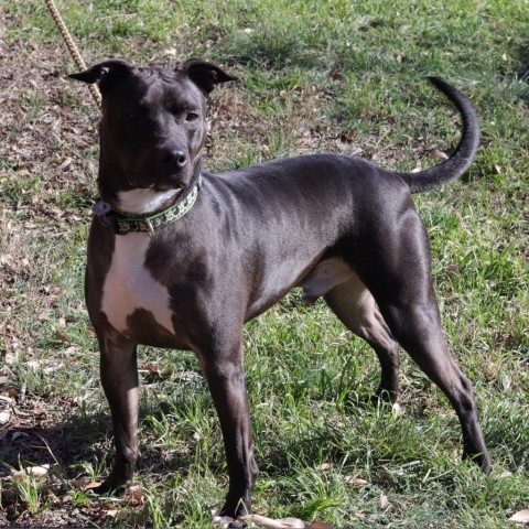Robbie, an adoptable Pit Bull Terrier in San Antonio, TX, 78253 | Photo Image 1