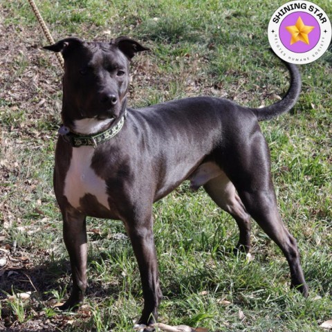 Robbie, an adoptable Pit Bull Terrier in San Antonio, TX, 78253 | Photo Image 1