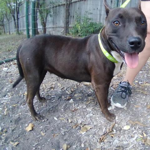 Robbie, an adoptable Pit Bull Terrier in San Antonio, TX, 78253 | Photo Image 2