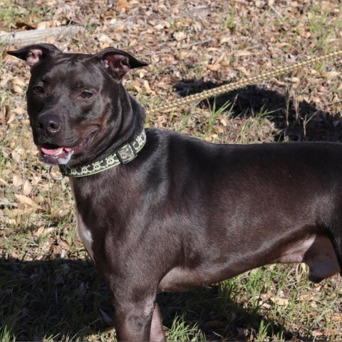 Robbie, an adoptable Pit Bull Terrier in San Antonio, TX, 78253 | Photo Image 2