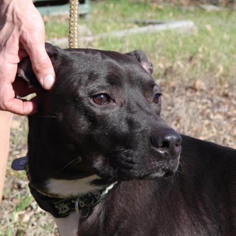 Robbie, an adoptable Pit Bull Terrier in San Antonio, TX, 78253 | Photo Image 2