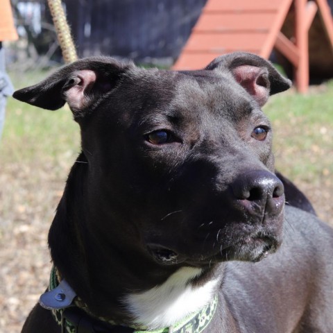 Robbie, an adoptable Pit Bull Terrier in San Antonio, TX, 78253 | Photo Image 3