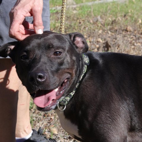 Robbie, an adoptable Pit Bull Terrier in San Antonio, TX, 78253 | Photo Image 3