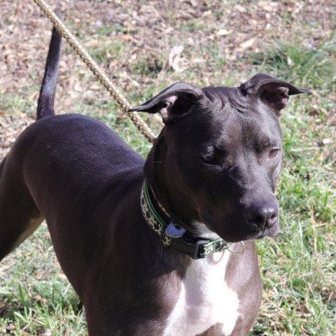 Robbie, an adoptable Pit Bull Terrier in San Antonio, TX, 78253 | Photo Image 3