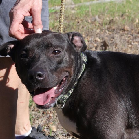 Robbie, an adoptable Pit Bull Terrier in San Antonio, TX, 78253 | Photo Image 5