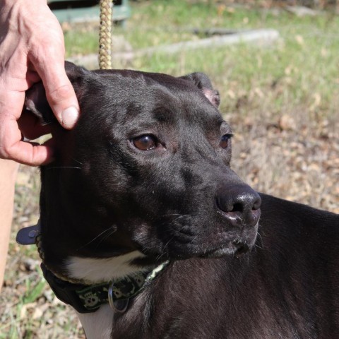 Robbie, an adoptable Pit Bull Terrier in San Antonio, TX, 78253 | Photo Image 6