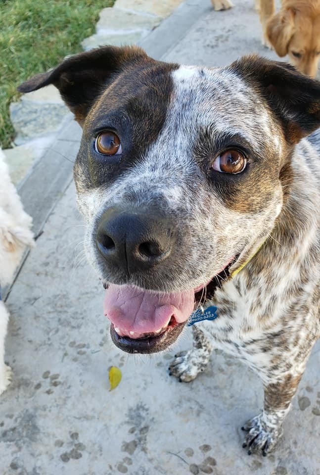 Freckles, an adoptable Cattle Dog, Pit Bull Terrier in Fort Thomas, KY, 41075 | Photo Image 2