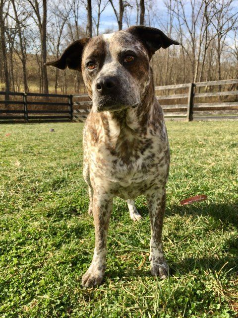 Freckles, an adoptable Cattle Dog, Pit Bull Terrier in Fort Thomas, KY, 41075 | Photo Image 3