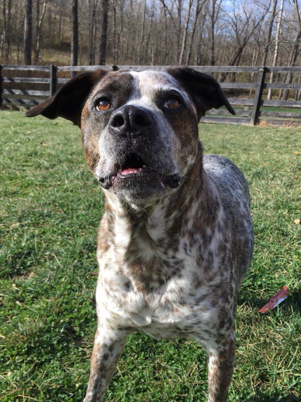 Freckles, an adoptable Cattle Dog, Pit Bull Terrier in Fort Thomas, KY, 41075 | Photo Image 1