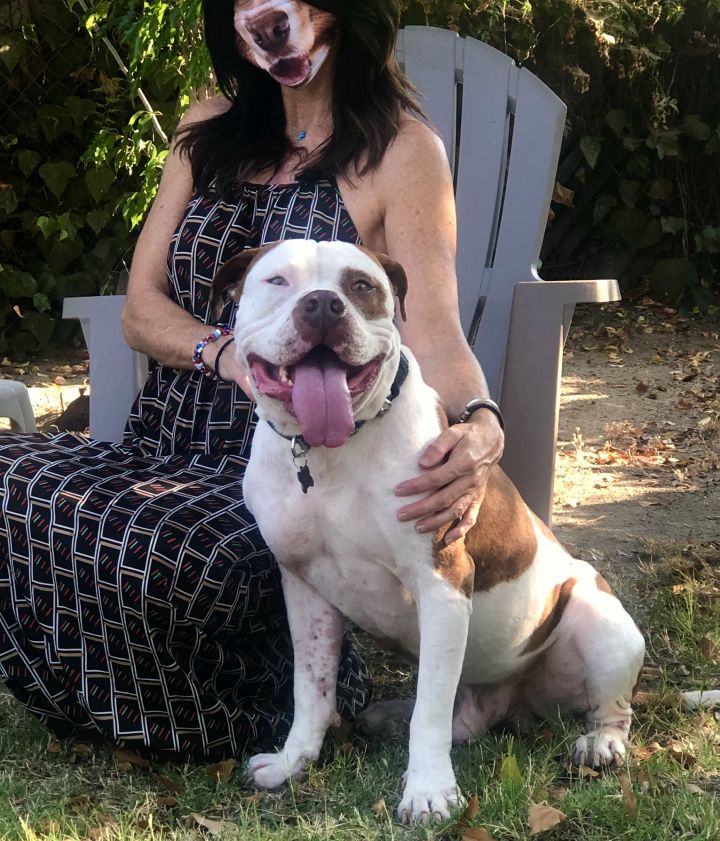 Dog for adoption - Wyatt, an American Staffordshire & American Bulldog Mix in North Hollywood, CA | Petfinder
