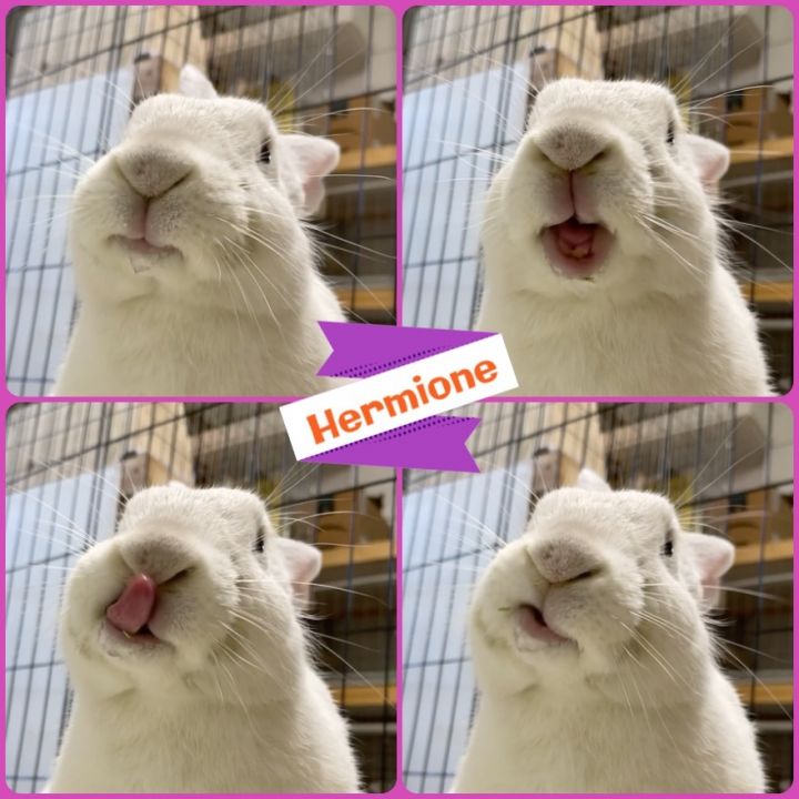 Hermione 3