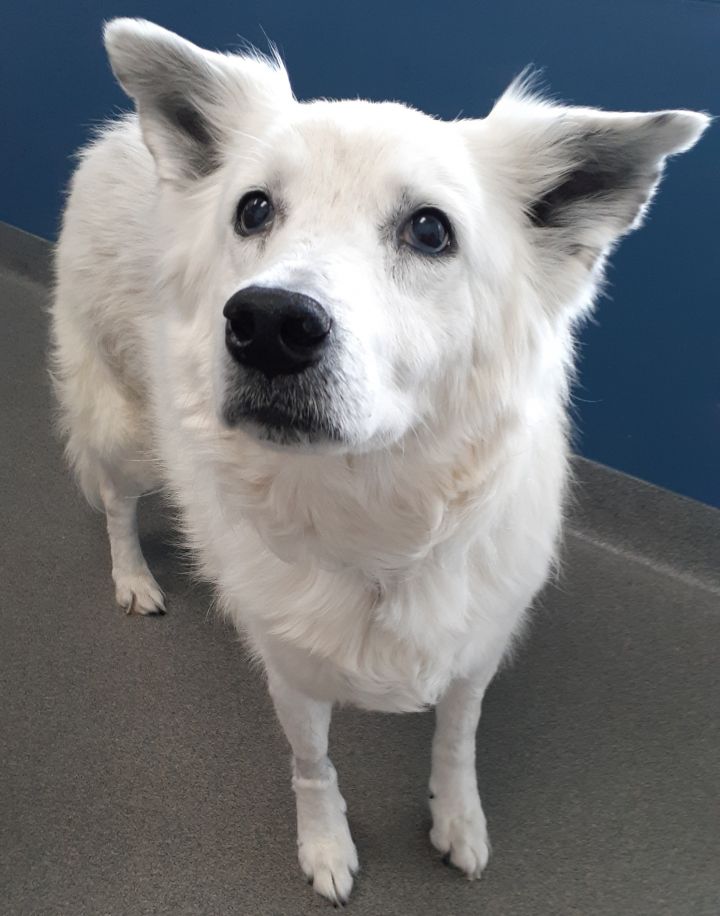 Dog for adoption - Maddie-St. Louis, MO, an American ...