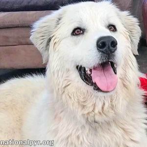 Alaska - LOVES to Play and Have Fun!