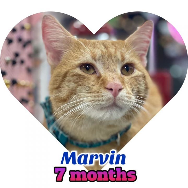 Marvin 1