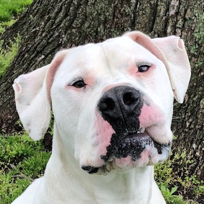 Prince, an adoptable Dogo Argentino in Auburn, NE, 68305 | Photo Image 1