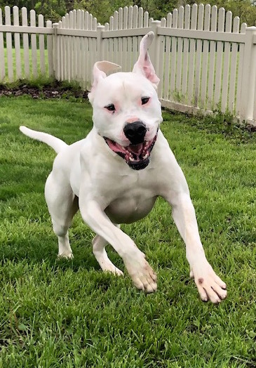 Prince, an adoptable Dogo Argentino in Auburn, NE, 68305 | Photo Image 2
